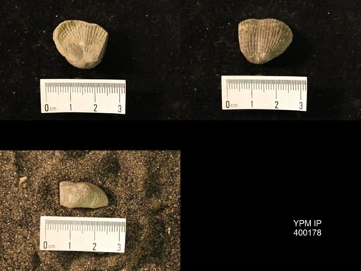 Marginifera lasallensis