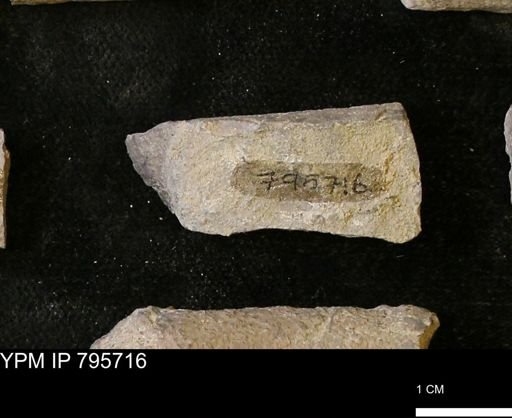 Baculites sp.