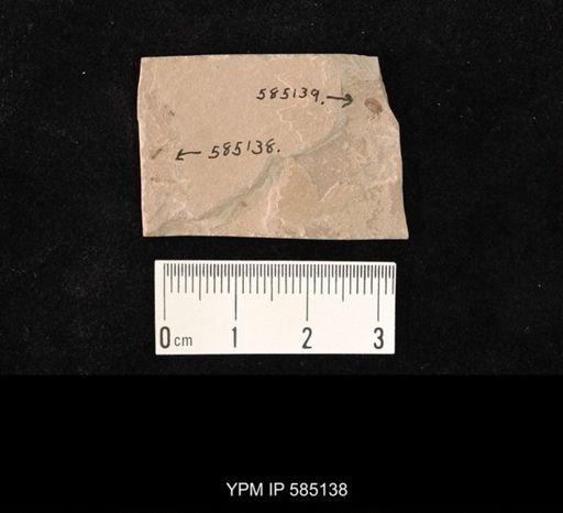 undet. Hymenoptera