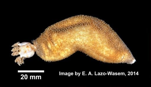 Thyone briareus