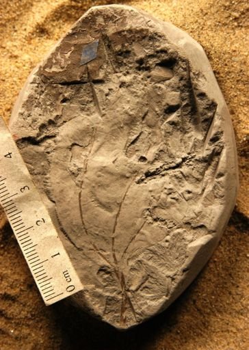 Sassafras acutilobum