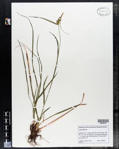 Carex flava