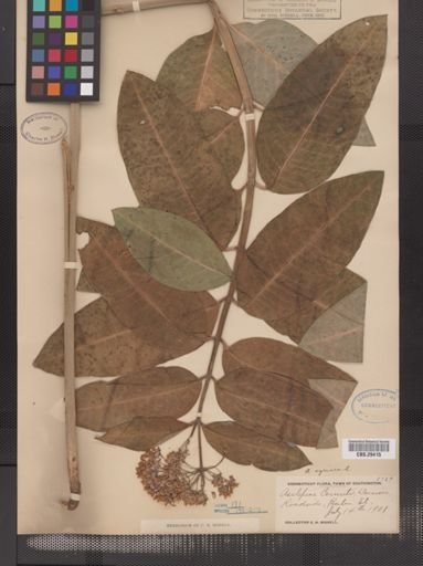 Asclepias syriaca
