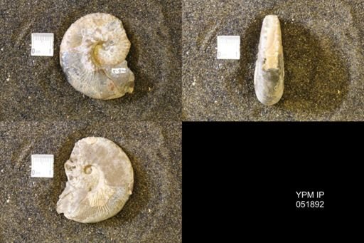 Hoploscaphites comprimus
