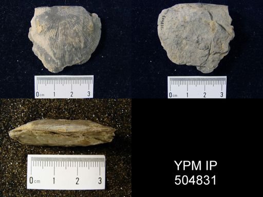 Strophonella sp.