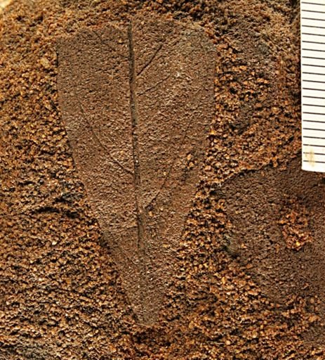 Angiospermopsida