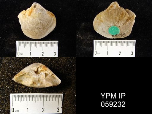Meristella lata