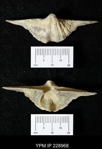 Neospirifer kansasensis