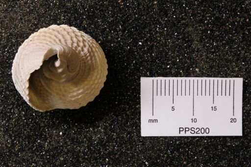 Cerithium litharium