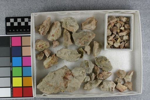 Hyaenodon crucians