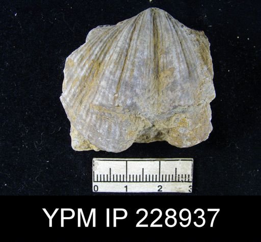 Neospirifer latus