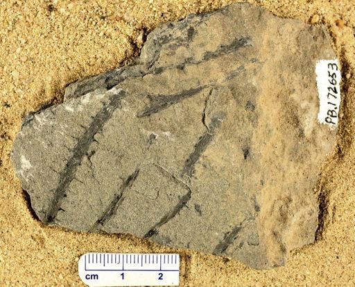Sawdonia ornata