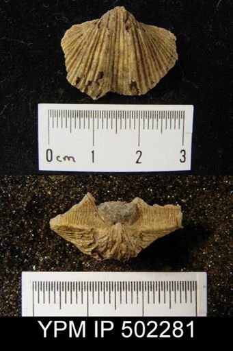 Spirifer cameratus