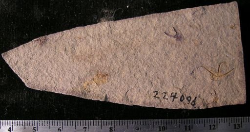 Stephanoura belgica