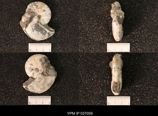 Hoploscaphites nicolletii
