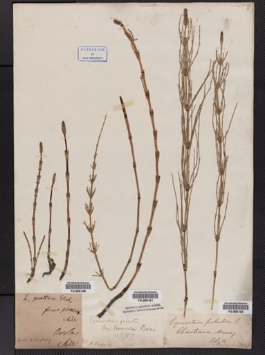 Equisetum palustre