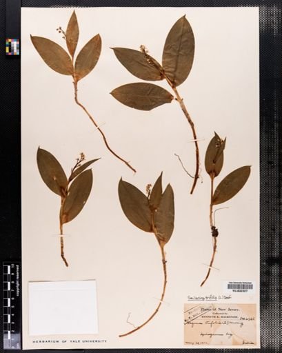 Maianthemum