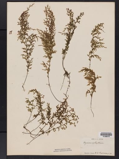 Hymenophyllum