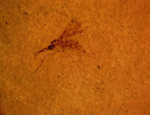 Ceratopogonidae?