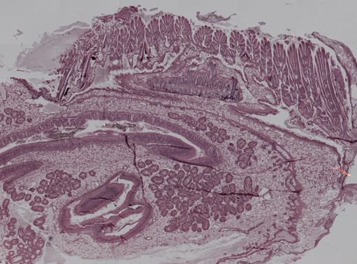 Crassostrea virginica