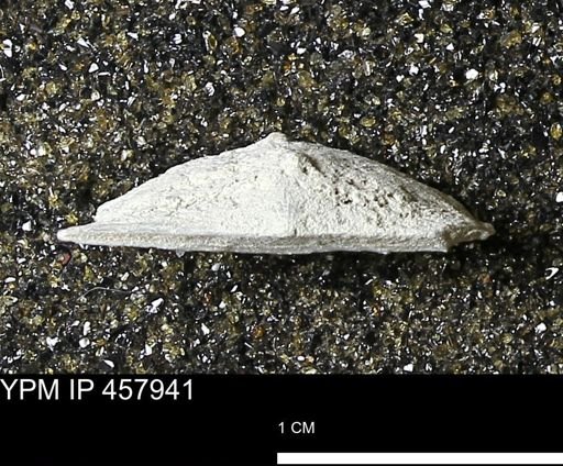 Strophodonta sp.
