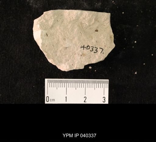 undet. Hexapoda