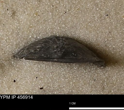 Stropheodonta sp.