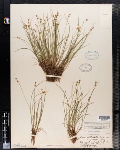 Carex angustior