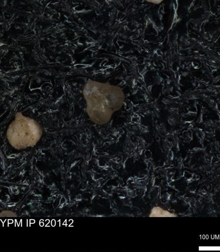 undet. Foraminiferida