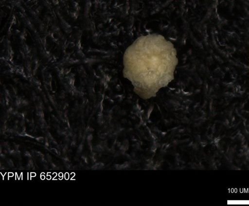 undet. Foraminiferida