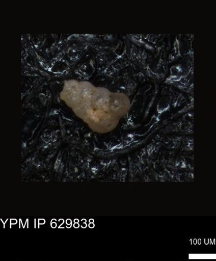 undet. Foraminiferida