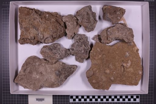 mixed taxa, stratigraphic collection