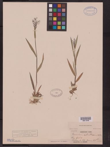 Panicum subvillosum