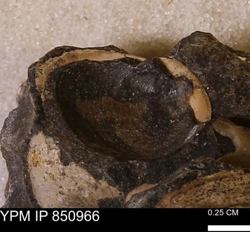 Limopsis striatopunctatus
