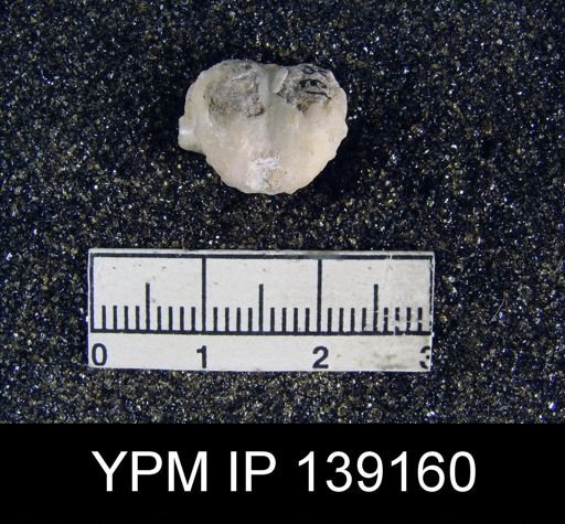 Marginifera ornata