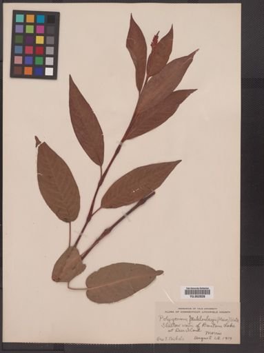 Polygonum muehlenbergii
