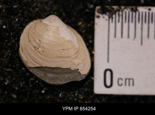 Limopsis striatopunctatus