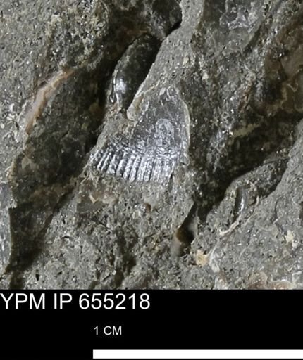 Oxytoma (Hypoxytoma)?