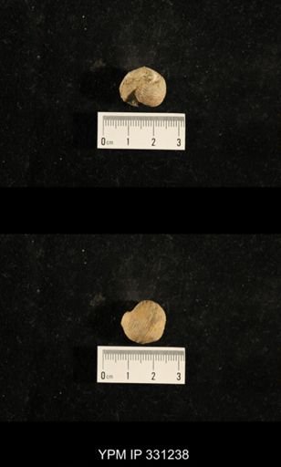 Euphemites carbonarius
