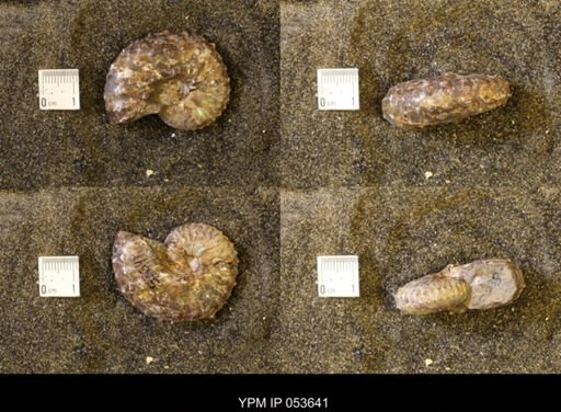 Discoscaphites gulosus