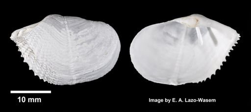 Zirfaea crispata