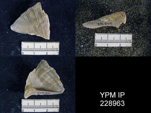 Neospirifer kansasensis