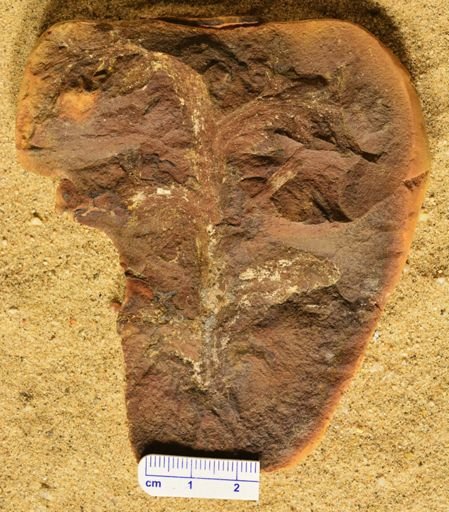 Aphlebia
