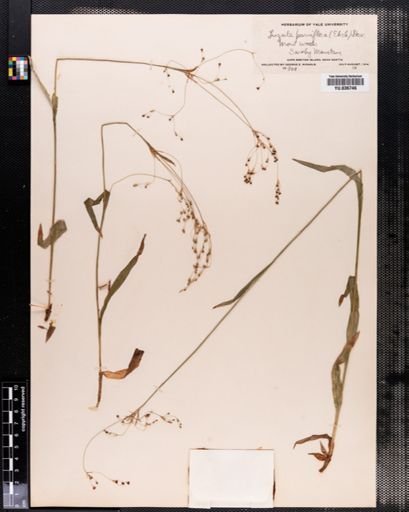 Luzula parviflora