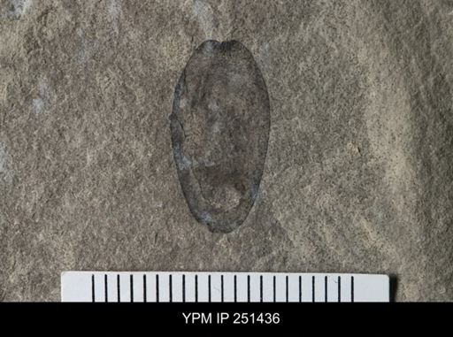 Eurypterus sp.