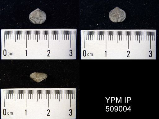 Zygospira kentuckiensis