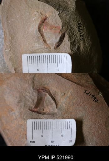 undet. Arthropoda