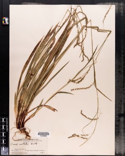 Carex arctata