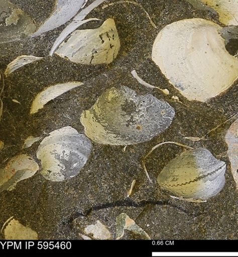 Protocardia sp.
