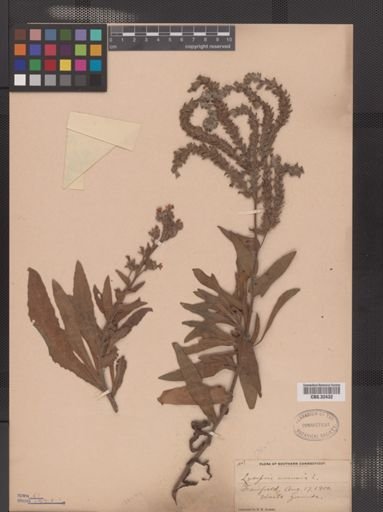 Anchusa azurea